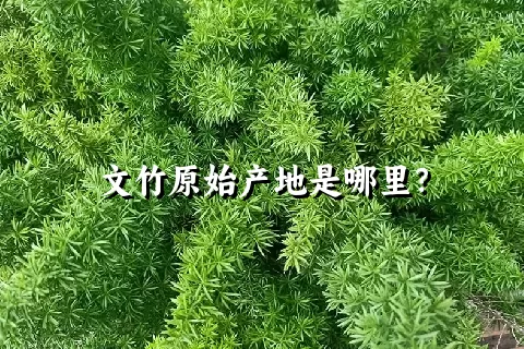 文竹原始产地是哪里？