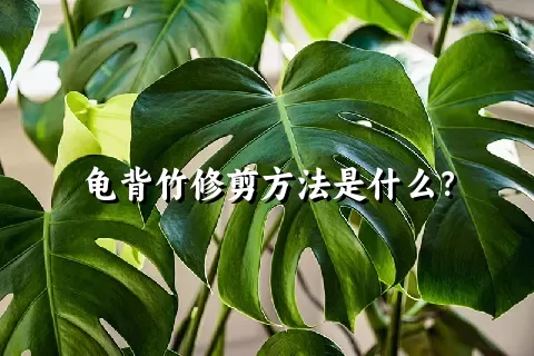 龟背竹修剪方法是什么？