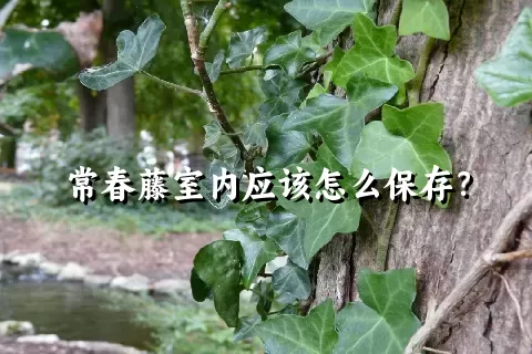 常春藤室内应该怎么保存？