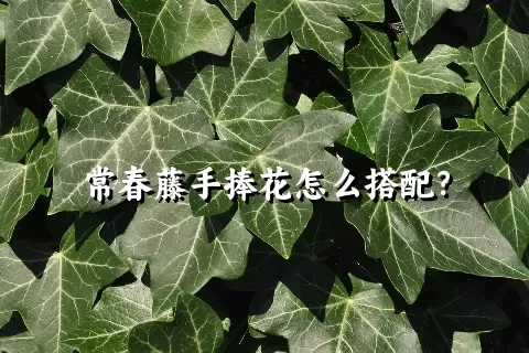 常春藤手捧花怎么搭配？