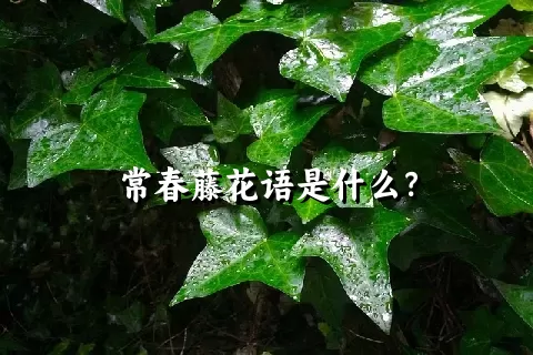 常春藤花语是什么？