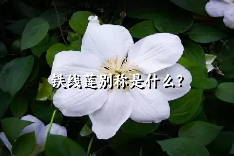 铁线莲别称是什么？