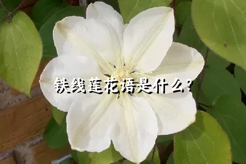 铁线莲花语是什么？