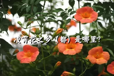 凌霄花之乡（都）是哪里？