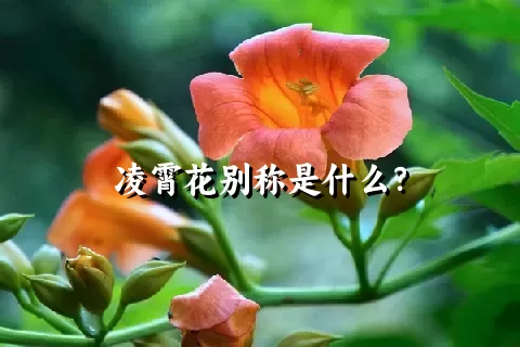 凌霄花别称是什么？