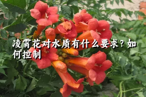 凌霄花对水质有什么要求？如何控制