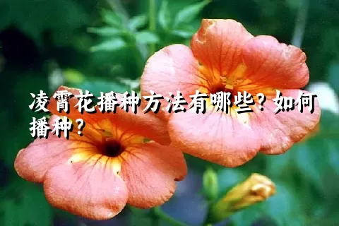 凌霄花播种方法有哪些？如何播种？