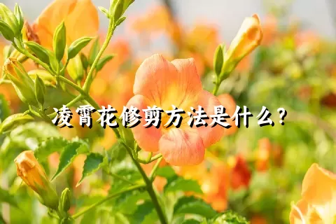 凌霄花修剪方法是什么？