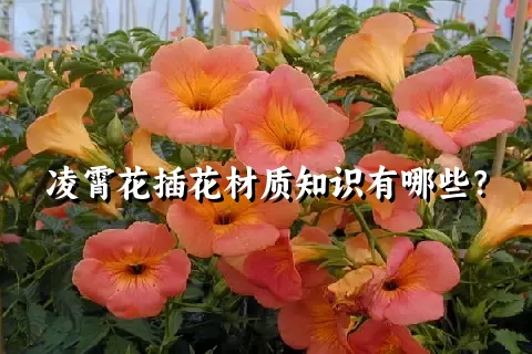 凌霄花插花材质知识有哪些？