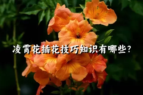 凌霄花插花技巧知识有哪些？