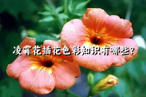 凌霄花插花色彩知识有哪些？