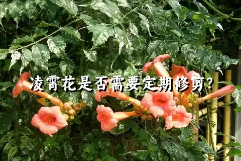 凌霄花是否需要定期修剪？