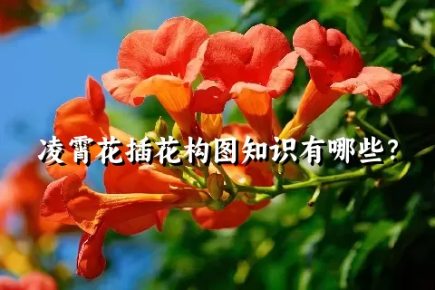 凌霄花插花构图知识有哪些？