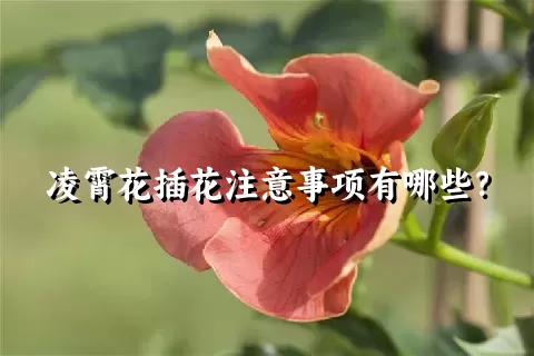 凌霄花插花注意事项有哪些？