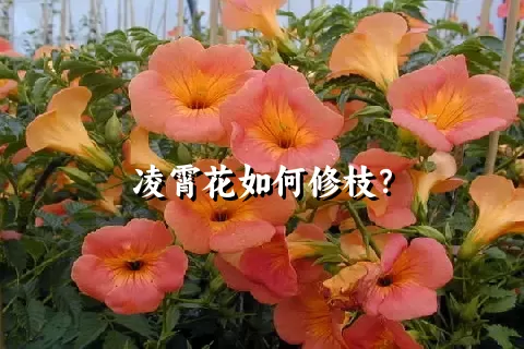 凌霄花如何修枝？