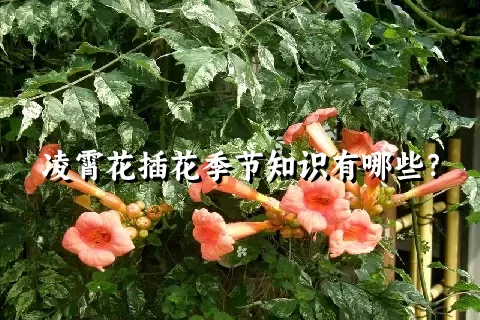 凌霄花插花季节知识有哪些？