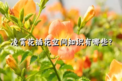 凌霄花插花空间知识有哪些？