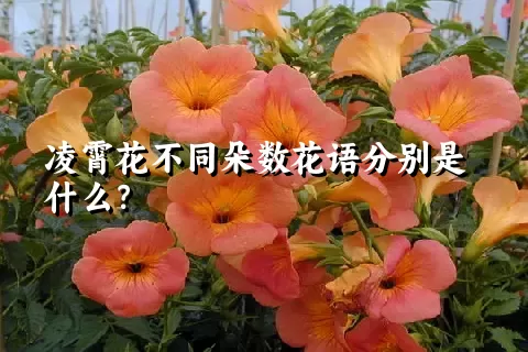 凌霄花不同朵数花语分别是什么？