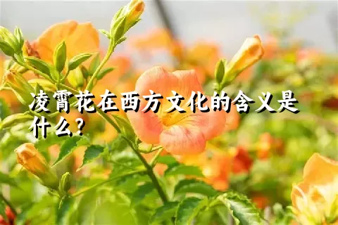 凌霄花在西方文化的含义是什么？
