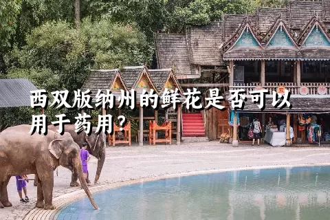 西双版纳州的鲜花是否可以用于药用？