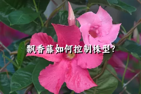 飘香藤如何控制株型？