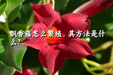 飘香藤怎么繁殖，其方法是什么？