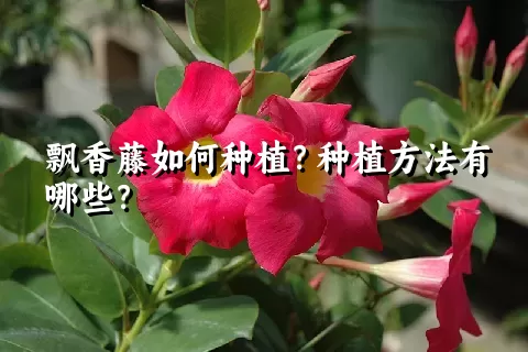 飘香藤如何种植？种植方法有哪些？