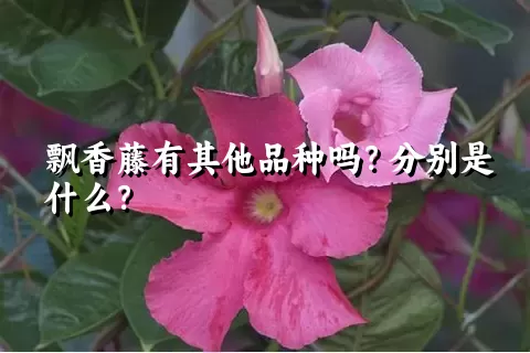 飘香藤有其他品种吗？分别是什么？