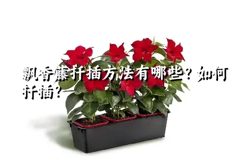 飘香藤扦插方法有哪些？如何扦插？