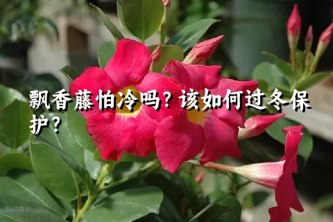 飘香藤怕冷吗？该如何过冬保护？