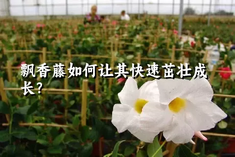 飘香藤如何让其快速茁壮成长？