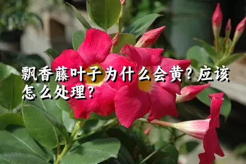 飘香藤叶子为什么会黄？应该怎么处理？