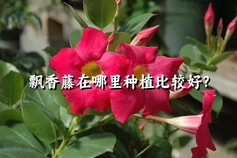 飘香藤在哪里种植比较好？