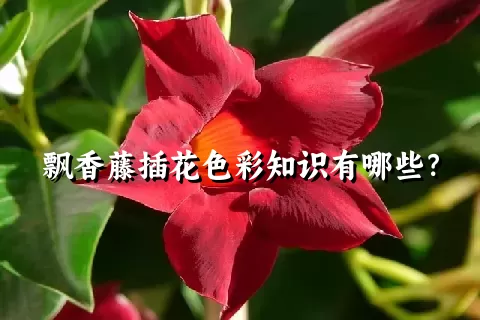 飘香藤插花色彩知识有哪些？