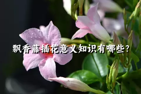 飘香藤插花意义知识有哪些？