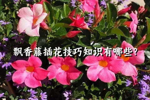 飘香藤插花技巧知识有哪些？