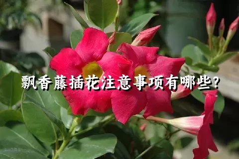 飘香藤插花注意事项有哪些？