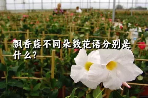 飘香藤不同朵数花语分别是什么？