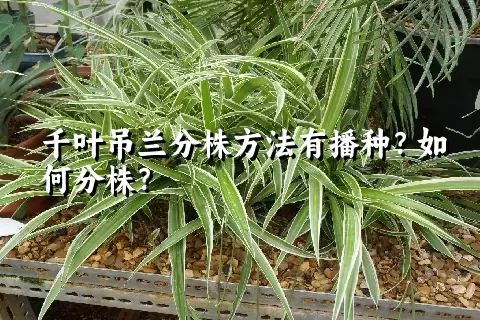 千叶吊兰分株方法有播种？如何分株？