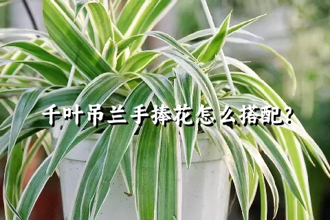 千叶吊兰手捧花怎么搭配？