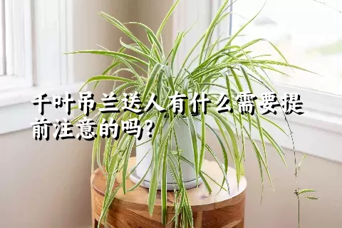 千叶吊兰送人有什么需要提前注意的吗？