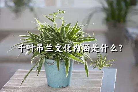 千叶吊兰文化内涵是什么？