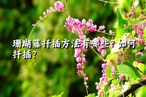 珊瑚藤扦插方法有哪些？如何扦插？
