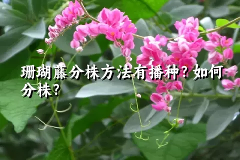 珊瑚藤分株方法有播种？如何分株？