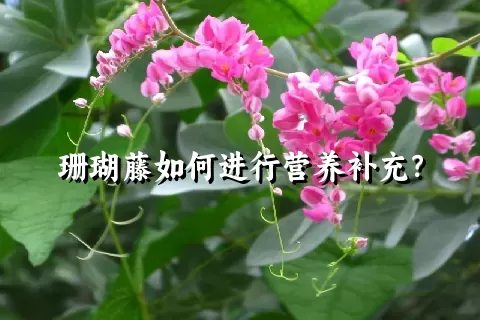 珊瑚藤如何进行营养补充？