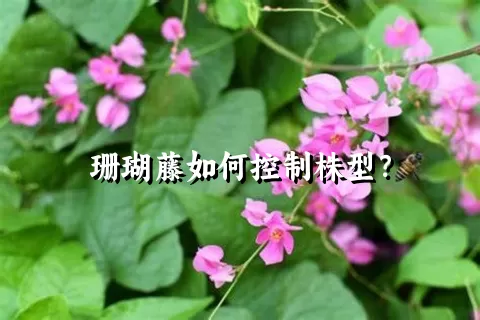 珊瑚藤如何控制株型？