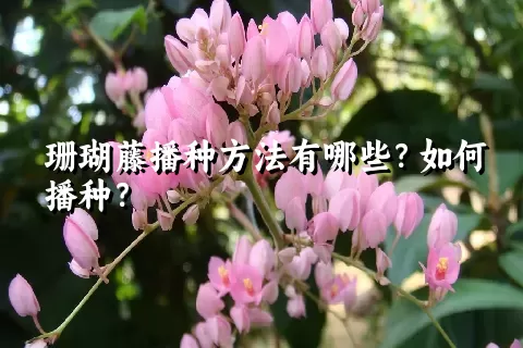 珊瑚藤播种方法有哪些？如何播种？