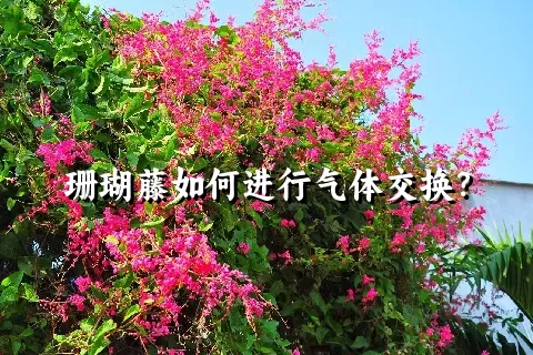 珊瑚藤如何进行气体交换？