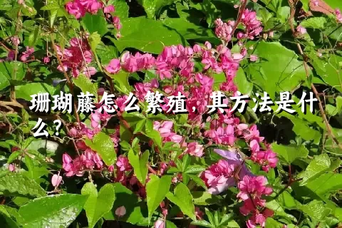 珊瑚藤怎么繁殖，其方法是什么？