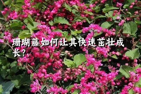 珊瑚藤如何让其快速茁壮成长？
